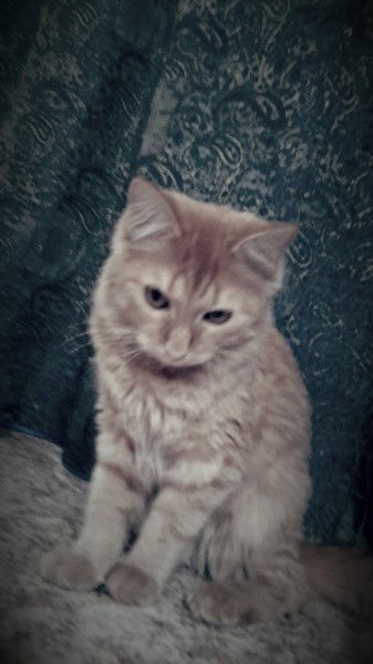 Никитин Георгий