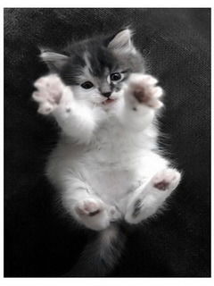 Валерия Тюрнёва