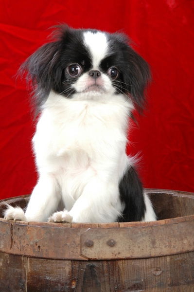 Юлия Костенко