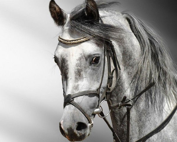 Бекежан Мукашев