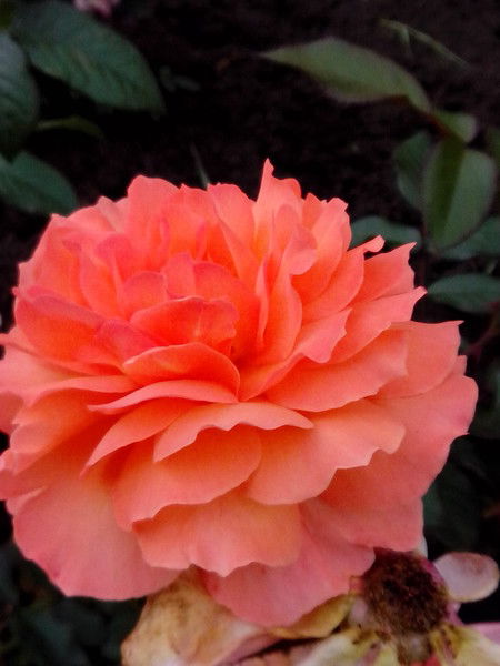 Cветлана Шерстнева