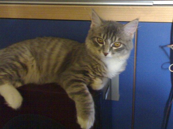 Светлана Чайковская