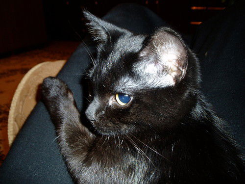 Светлана Бурак