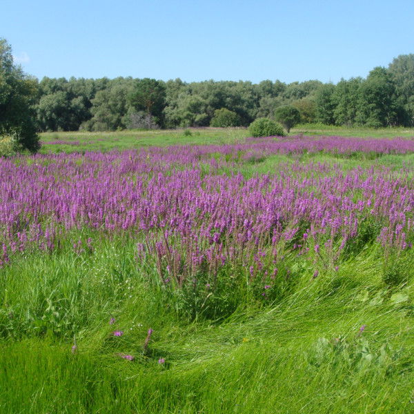 Ольга Постовалова