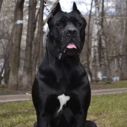 Михаил Наталевич