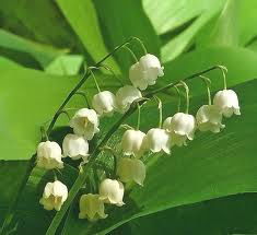 Анна Москвичёва