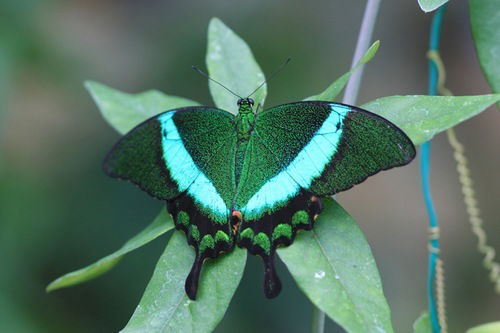 Анастасия Шпак