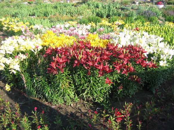 Кымбат Шайланова