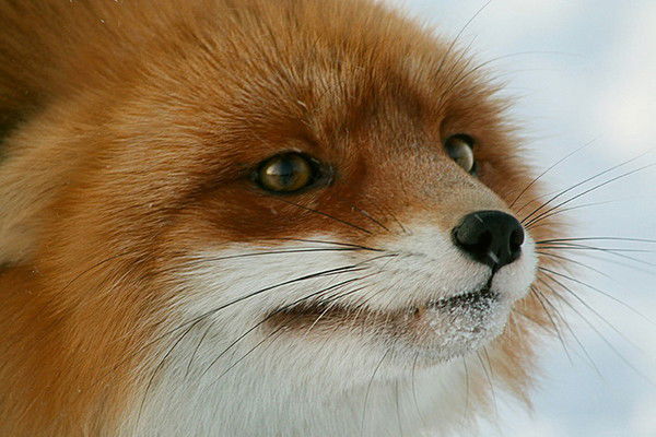 Псевдоним ***