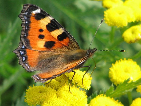 Віктор Ласійчук