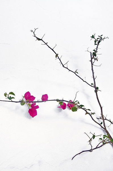 Каюр Подорожник