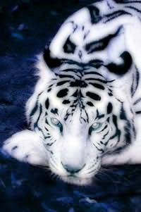 Виталик Дричак