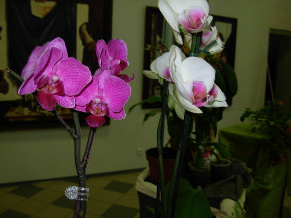 Ольга Шипилова