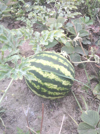 Анна Бутузкина