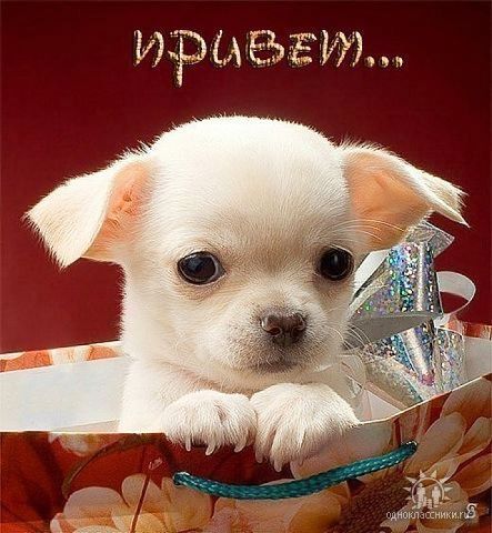 Сергей Веселовский