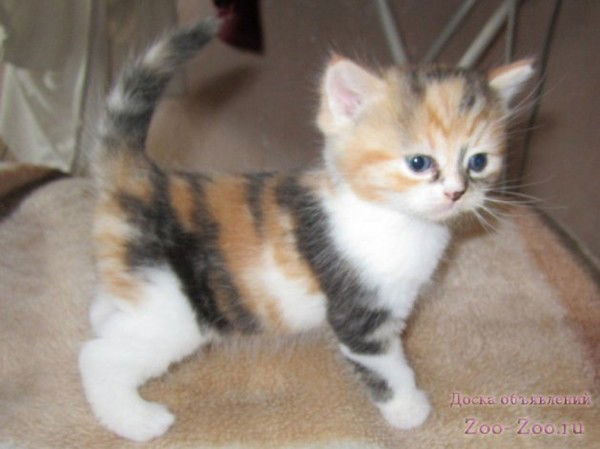 Шайдуллина Лайсиря