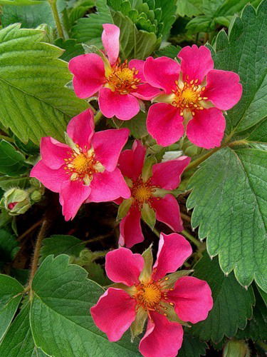 Татьяна Саблина (Любина)