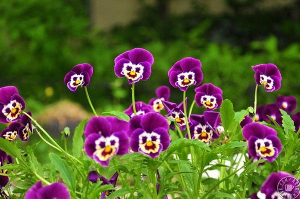 Элина Малая