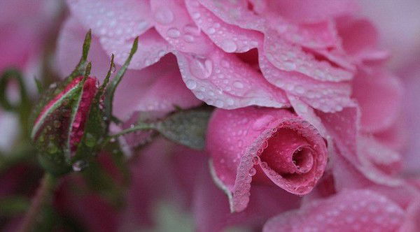 Ольга Спицына