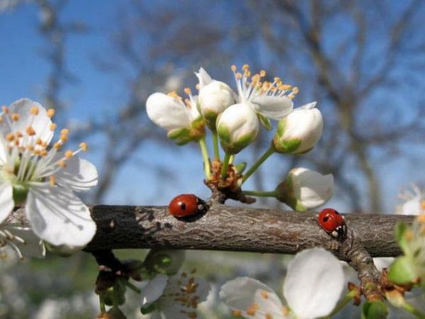 Ольга Покидышева