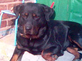 Андрей Пятаков