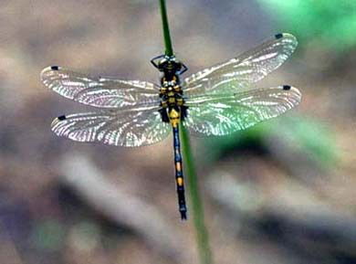 Юсковец Аня