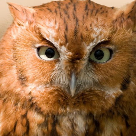 Мукосеев Владимир