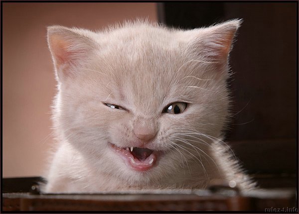 Сергей Садовников