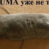 Ксения Сергеева