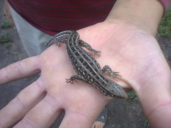 Алихан Тасымов