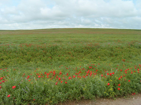 Перизат Байтилесова