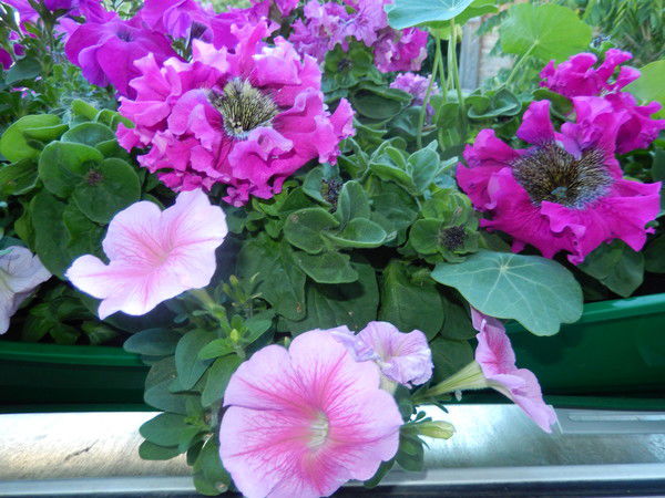 Ирина Квятковская