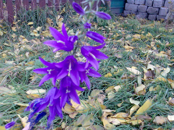 Виктория Завгородняя