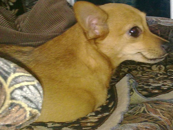 Далас Хокстон