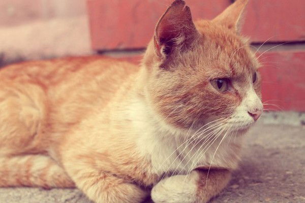 Василий Иванов