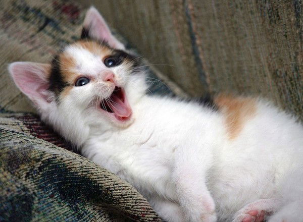 Ульяна Сереброва