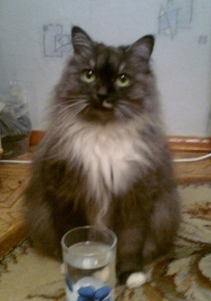 Нина Чубарова