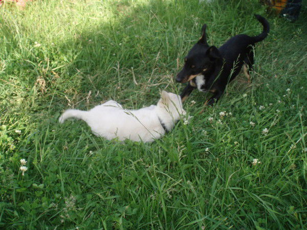 Диана Котова