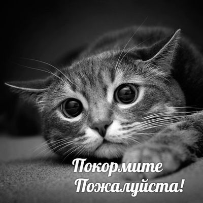 Стёпа Аветисян