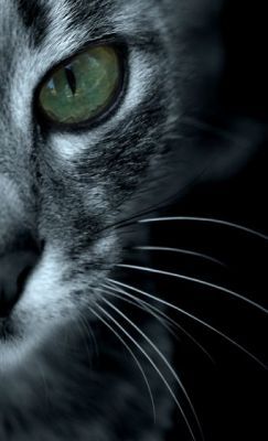 Наталья Антипова