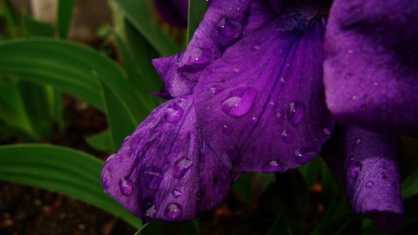 Вера Керина