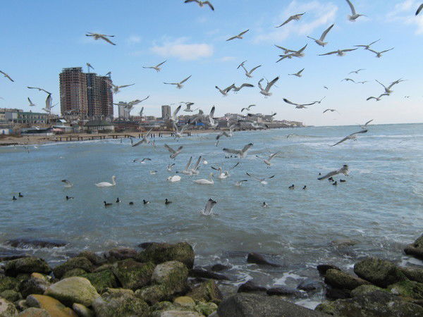 Лейла Сейдалиева