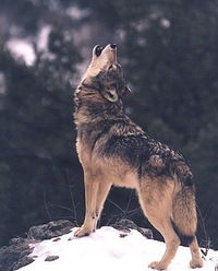 Никита Саймонов