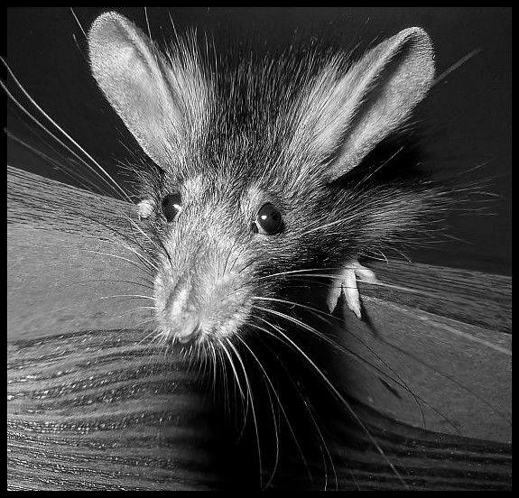 Аксенов Андрей