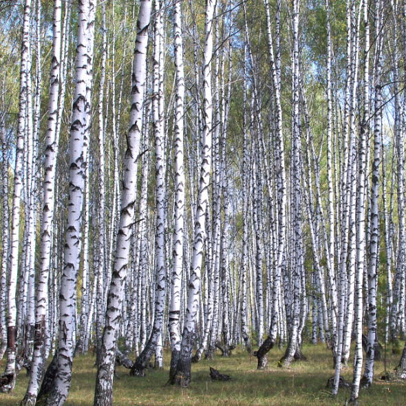 Татьяна Клыкова