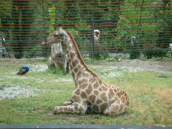 Максим Новицкий