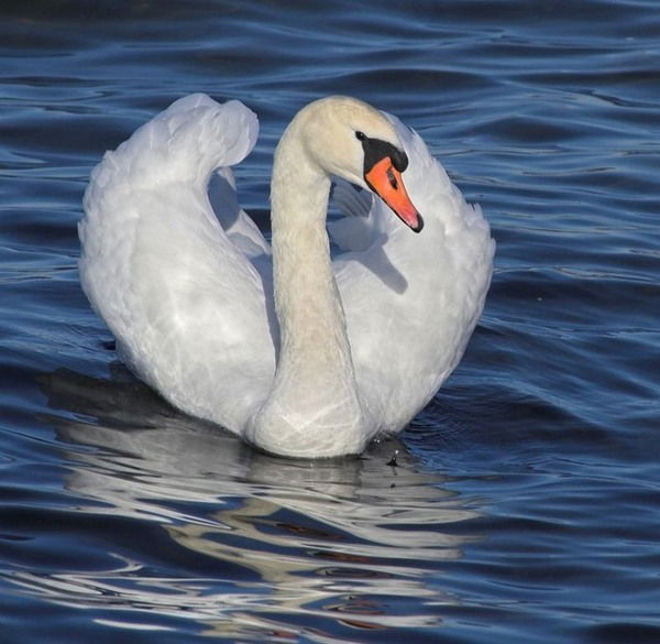 Наташа Никонова