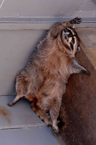 Георгий Левченко