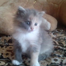 Настя Телегуз