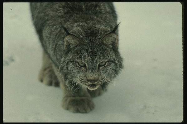 Иванна Середюк